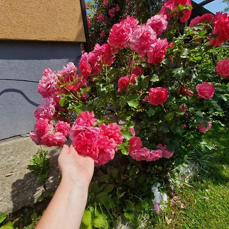 у дядька Летний дом