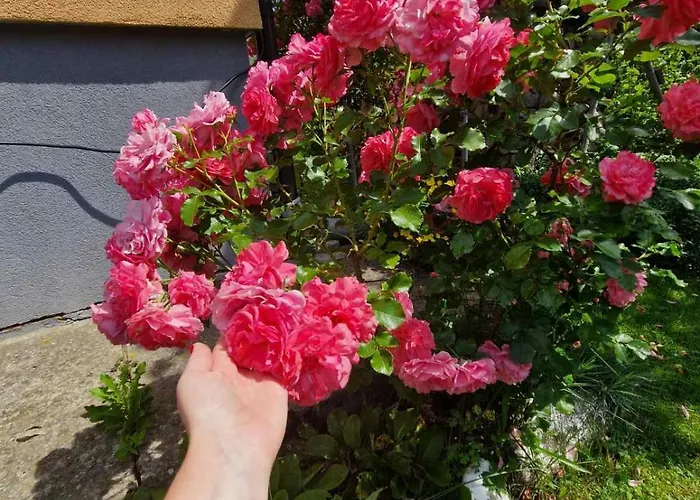 у дядька Kır Evi